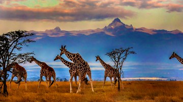 Wildlife on safari in Kenyan Savannah